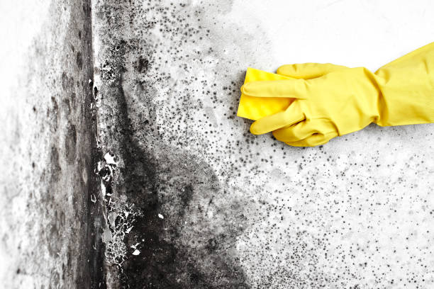 Best Mold Removal and Inspection  in Loyola, CA