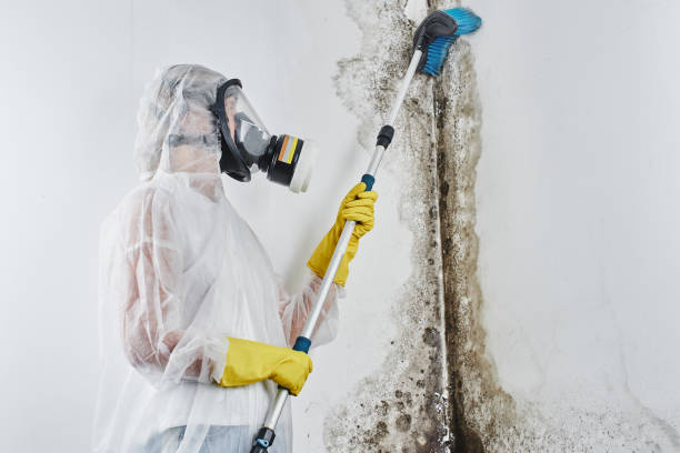 Best Residential Mold Removal  in Loyola, CA