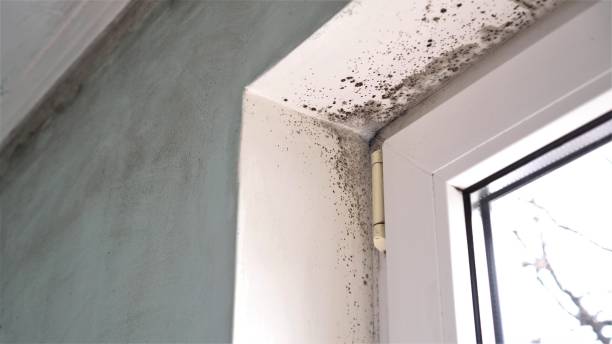 Mold Removal Process in Loyola, CA