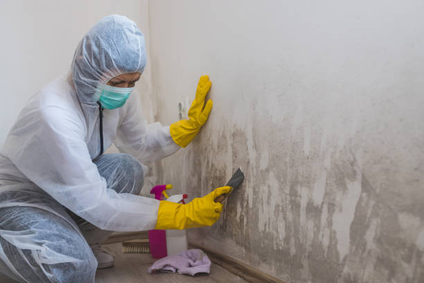 Best Home Mold Removal  in Loyola, CA