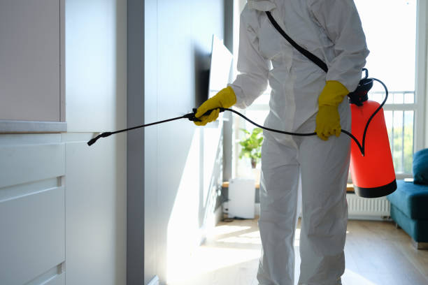 Best Best Mold Removal Companies  in Loyola, CA