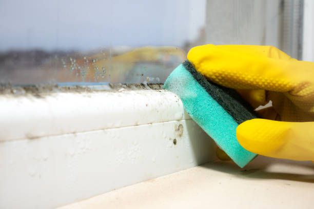 Best Crawl Space Mold Removal  in Loyola, CA