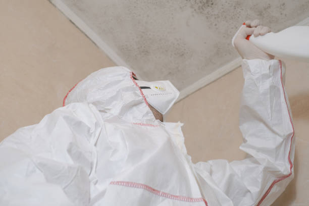 Best Mold Removal Company Near Me  in Loyola, CA