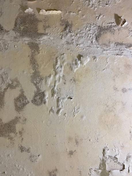Mold Removal and Inspection in Loyola, CA
