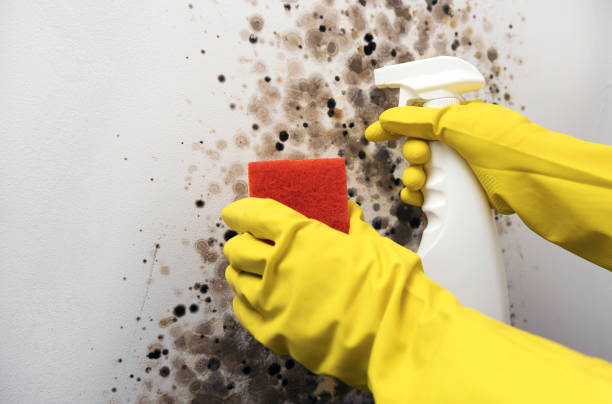 Professional Mold Removal in Loyola, CA