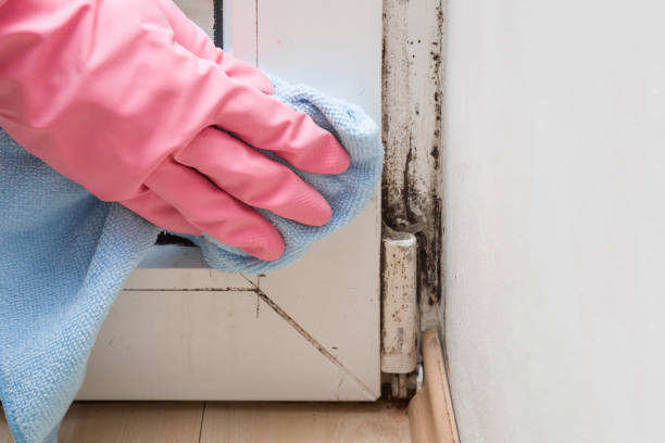 Certified Mold Removal in Loyola, CA