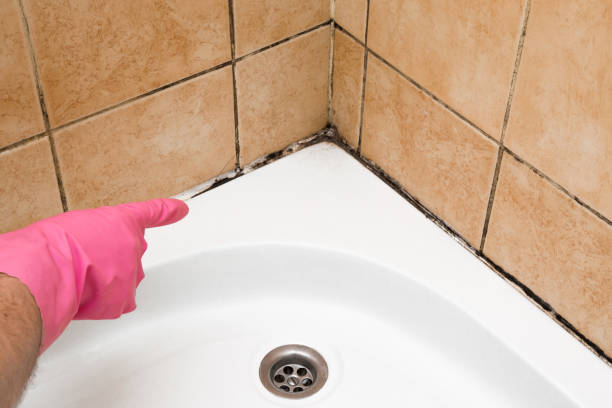 Best Commercial Mold Removal  in Loyola, CA